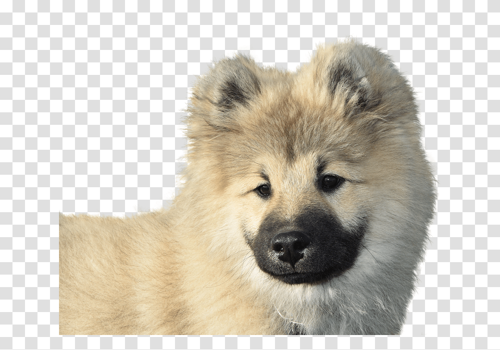 Dog Eurasier Isolated Dear Purebred Dog Animal Wolf Dog, Pet, Canine, Mammal, Puppy Transparent Png