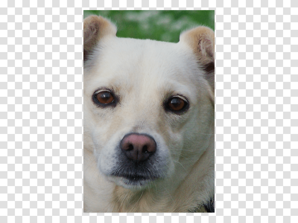 Dog Face Close Up Poster 22 X34 Hokkaido, Pet, Canine, Animal, Mammal Transparent Png