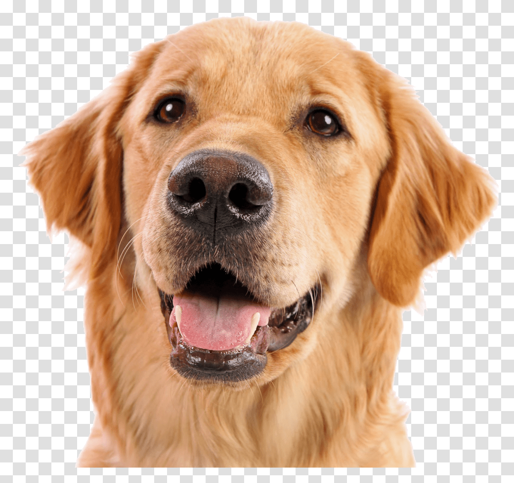 Dog Face, Golden Retriever, Pet, Canine, Animal Transparent Png