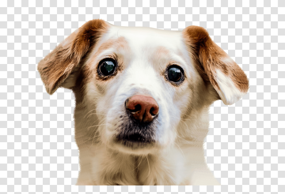 Dog Face Image, Animals, Pet, Canine, Mammal Transparent Png