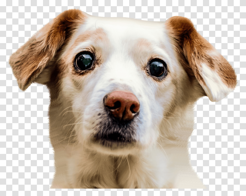 Dog Face Image Dog Face, Pet, Canine, Animal, Mammal Transparent Png