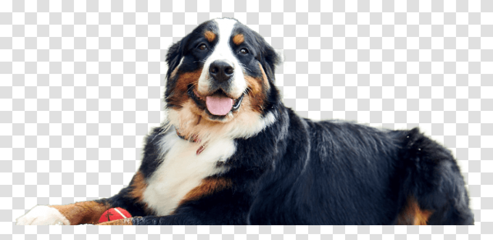 Dog Facing Camera Bernese Mountain Dog, Pet, Canine, Animal, Mammal Transparent Png