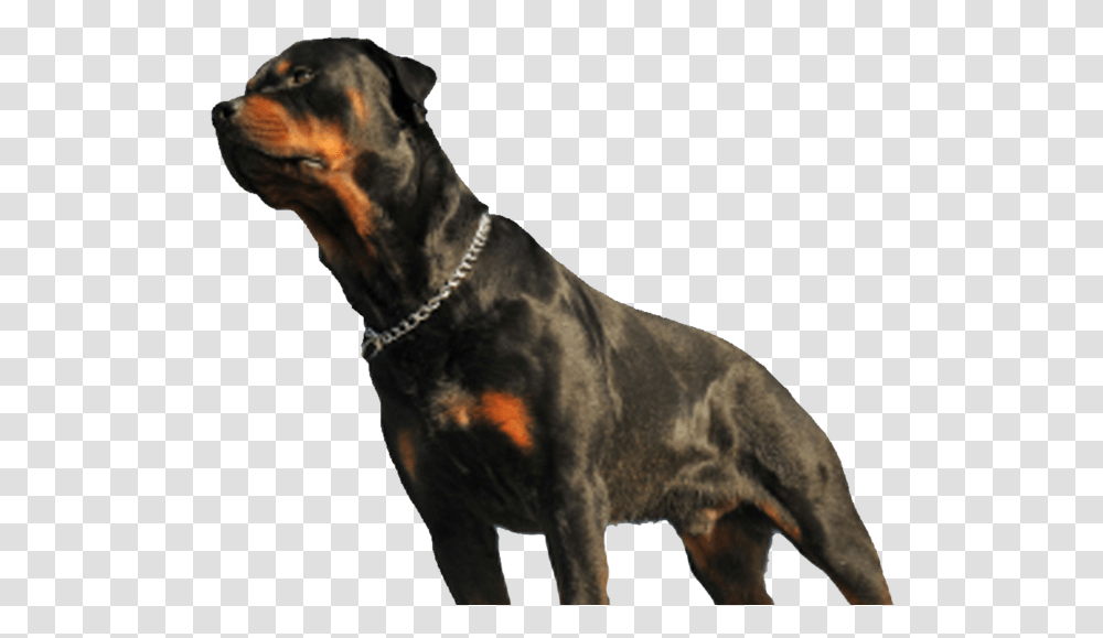 Dog Fatally Mauls Baby In Los Angeles Rottweiler, Pet, Canine, Animal, Mammal Transparent Png