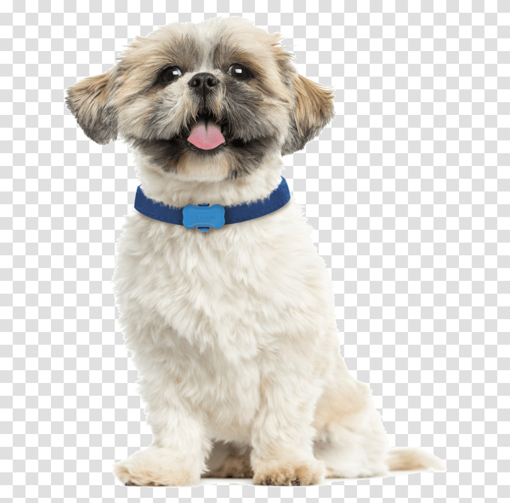Dog Fitbit, Pet, Canine, Animal, Mammal Transparent Png
