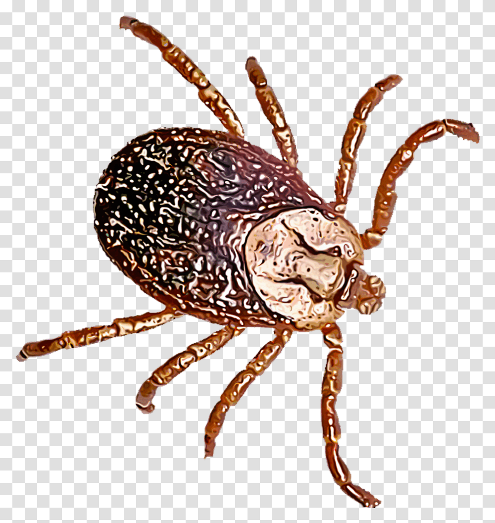 Dog Flea, Spider, Invertebrate, Animal, Arachnid Transparent Png