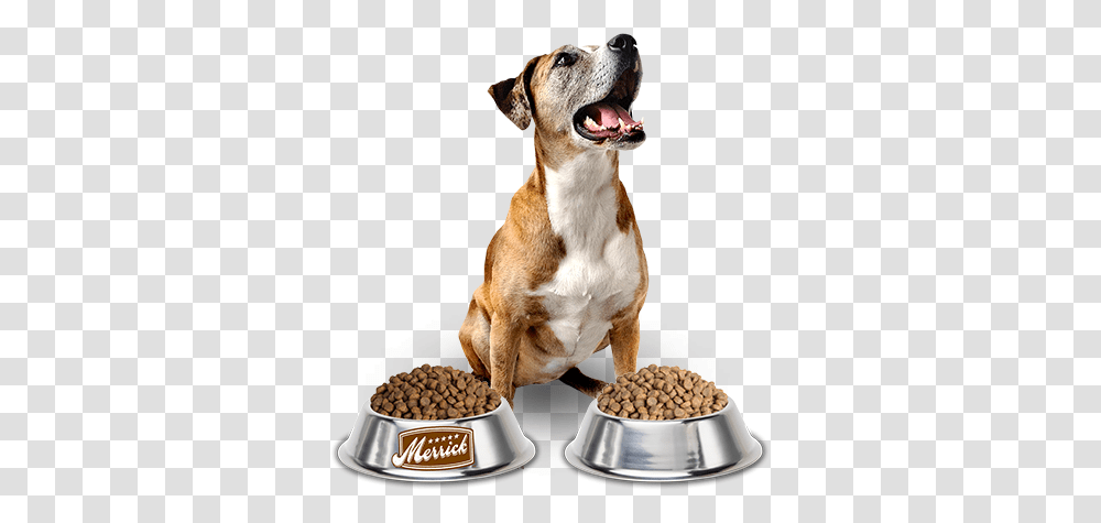 Dog Food, Animals, Pet, Canine, Mammal Transparent Png