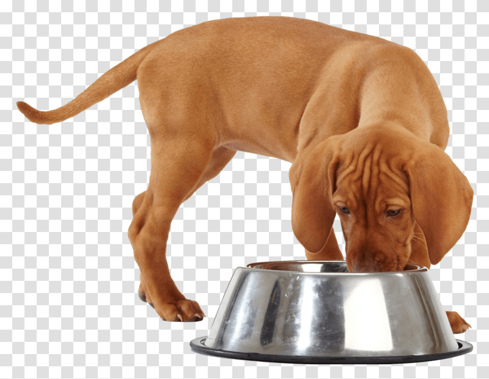 Dog Food Dog Eating Food Cartoon, Pet, Canine, Animal, Mammal Transparent Png