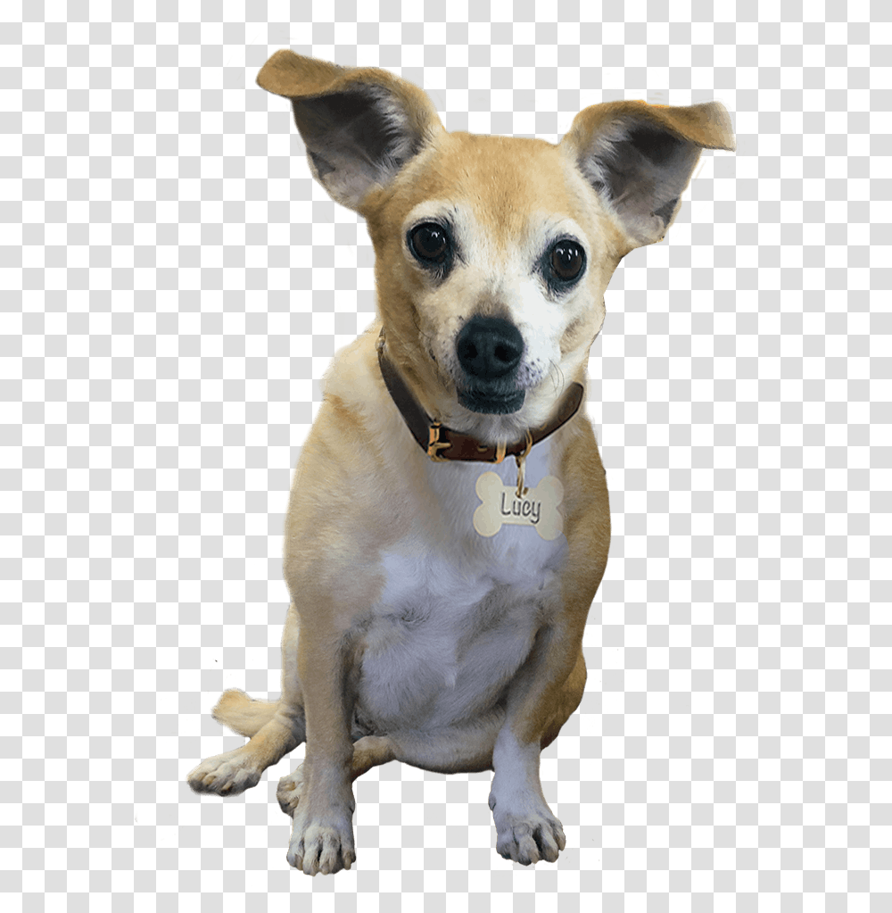 Dog Footprint, Chihuahua, Pet, Canine, Animal Transparent Png