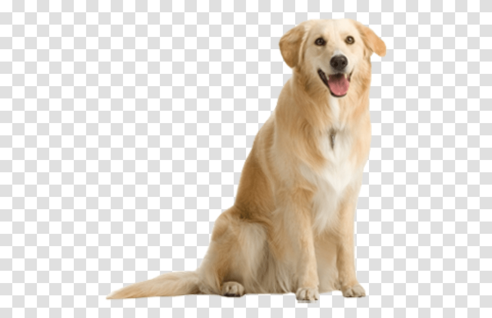 Dog For Designing Dog, Golden Retriever, Pet, Canine, Animal Transparent Png