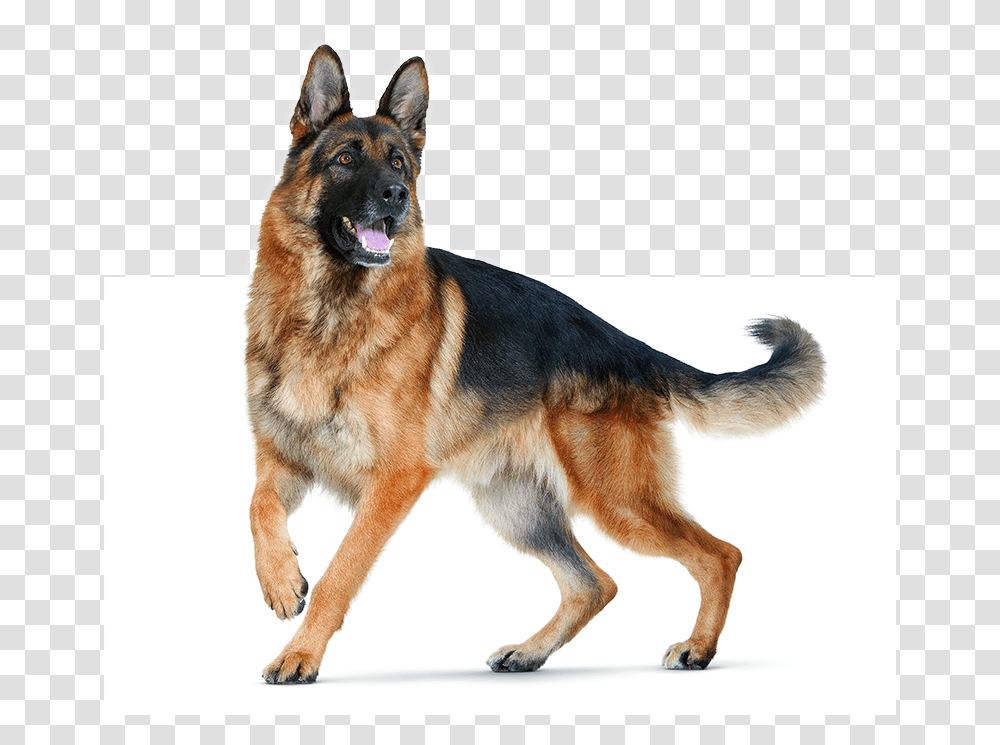 Dog For Editing, German Shepherd, Pet, Canine, Animal Transparent Png