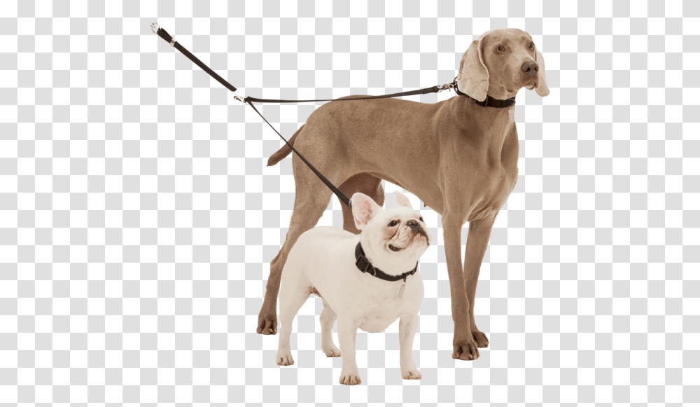 Dog For Picsart, Pet, Canine, Animal, Mammal Transparent Png