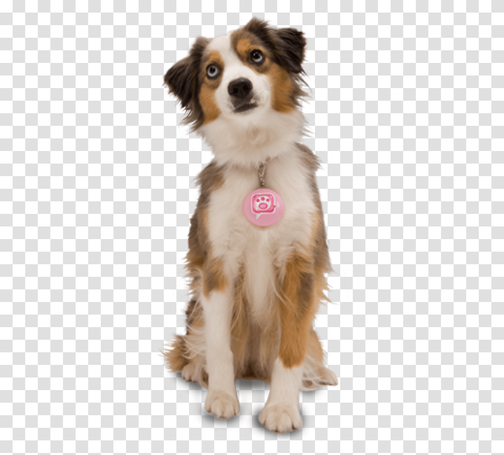 Dog For Web With Pink Tag, Pet, Canine, Animal, Mammal Transparent Png