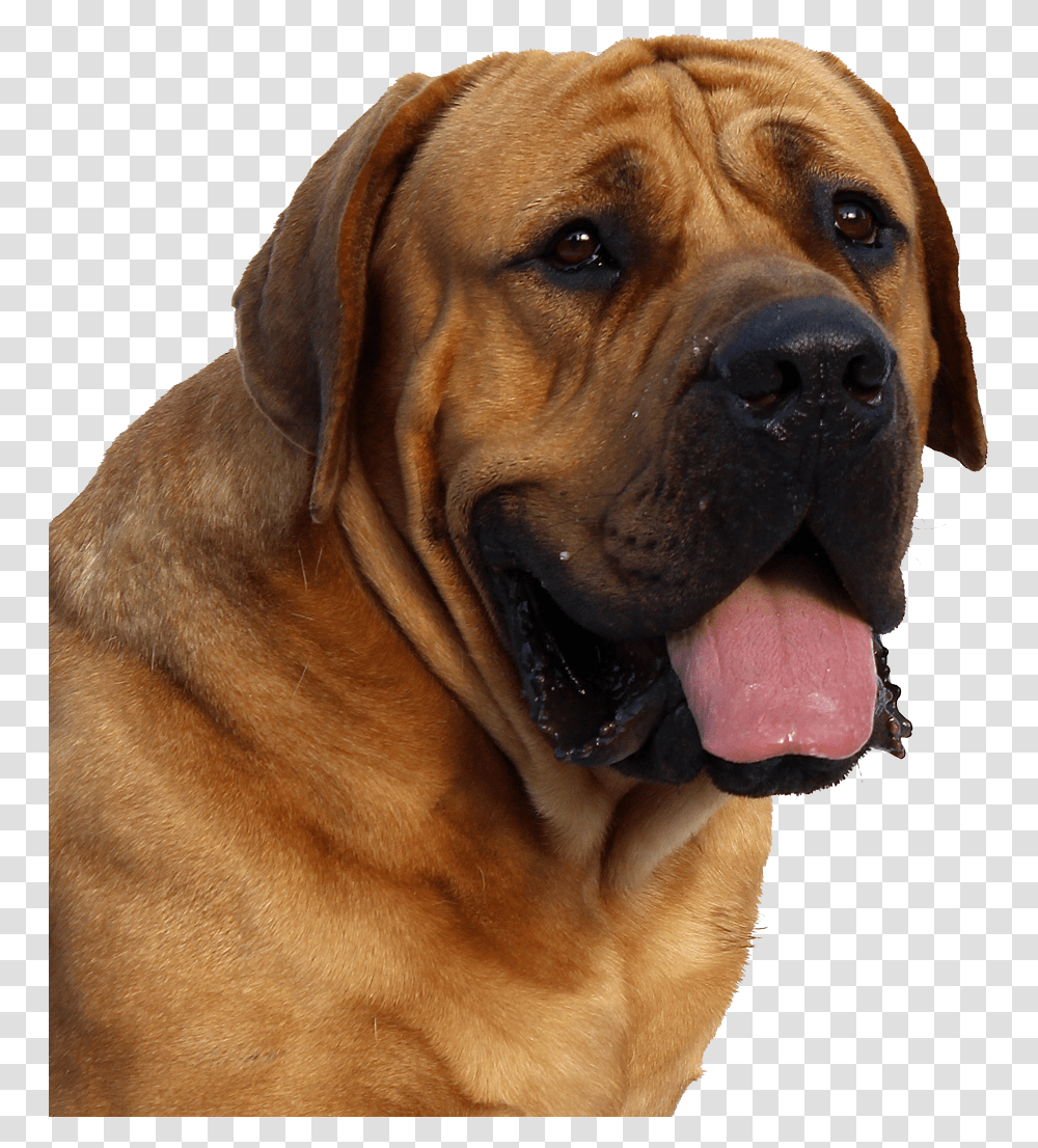 Dog Format Dog, Pet, Canine, Animal, Mammal Transparent Png
