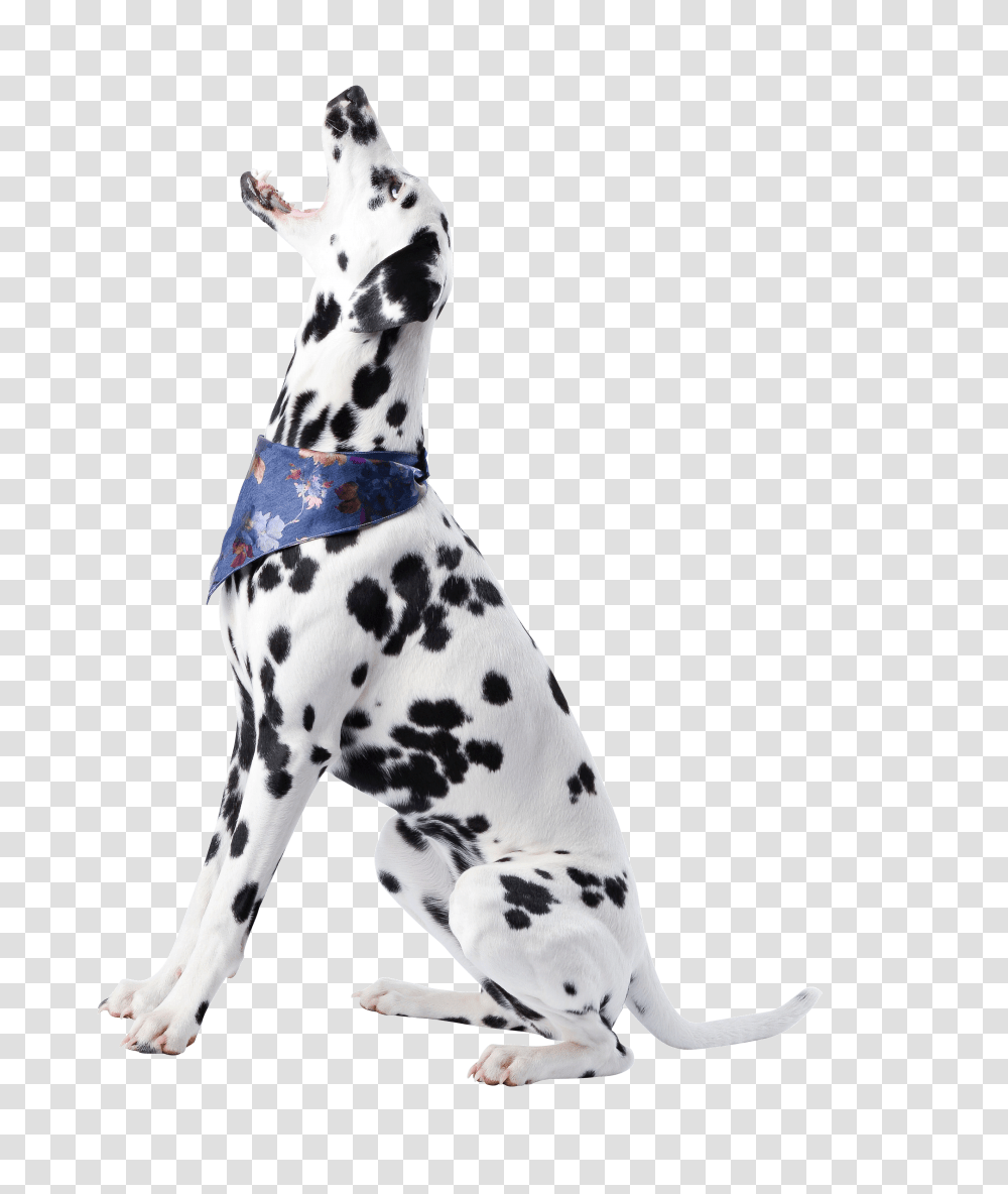 Dog Free 1 Image Dog, Pet, Animal, Canine, Mammal Transparent Png