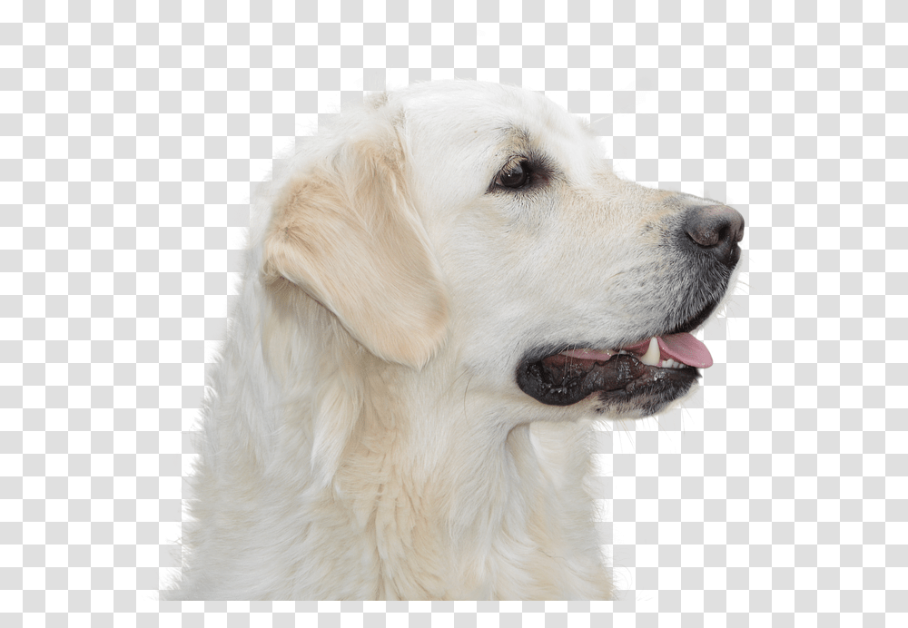 Dog Free Golden Retriever Pet Hundeportrait Animal Hund Freigestellt Kostenlos, Canine, Mammal, Labrador Retriever, White Dog Transparent Png