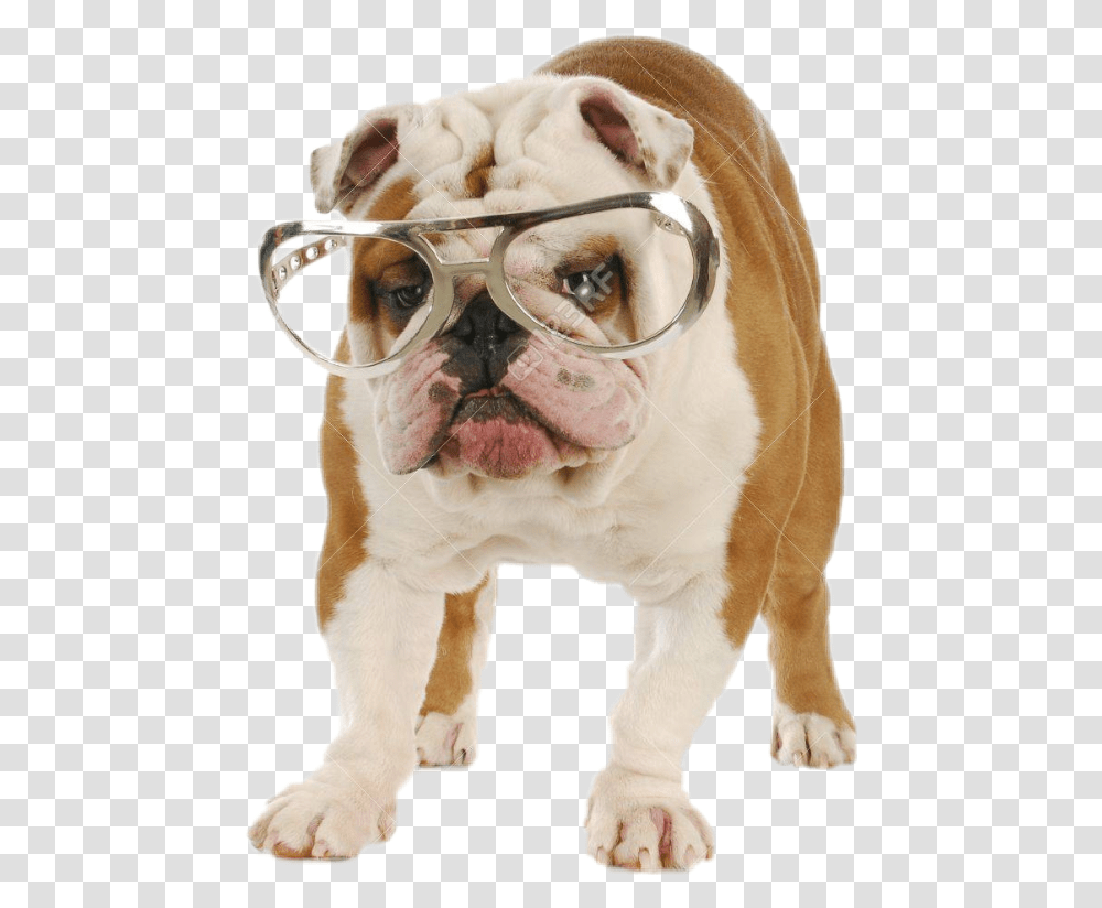 Dog Funny Sunglasses Bulldog Ingles Con Anteojos, Pet, Canine, Animal, Mammal Transparent Png