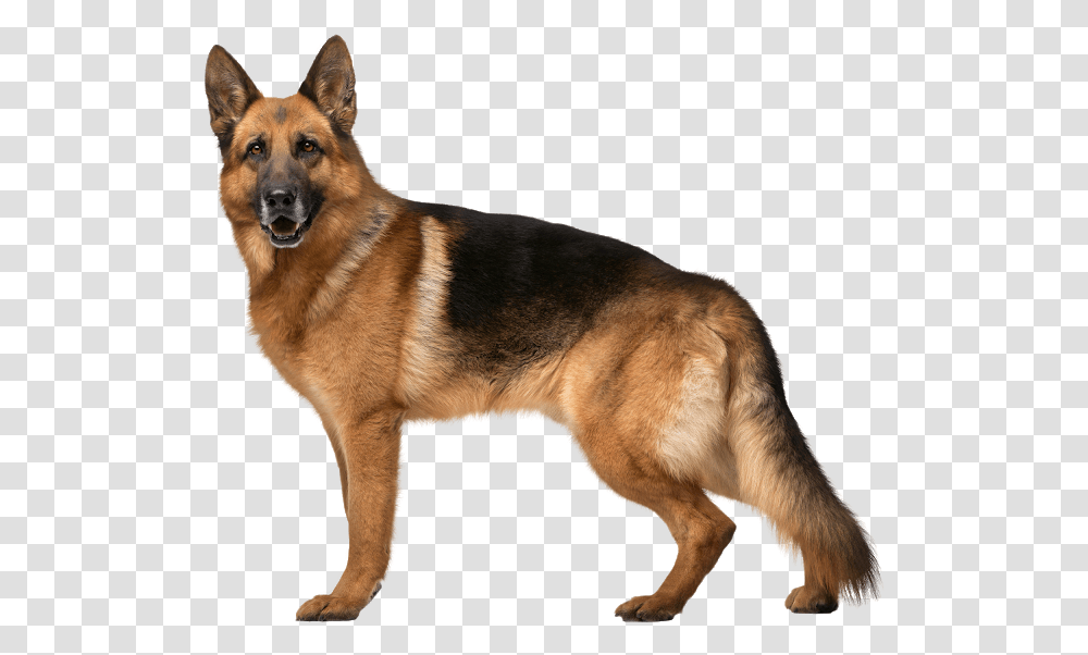 Dog German Shepherd, Pet, Canine, Animal, Mammal Transparent Png