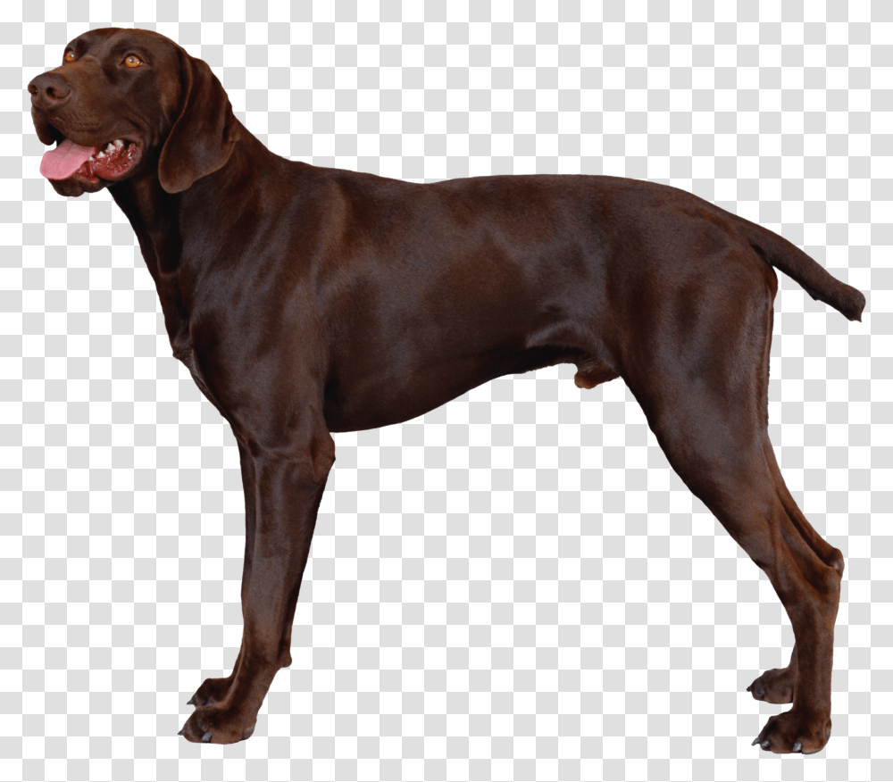 Dog German Shorthaired Pointer Fci, Pet, Canine, Animal, Mammal Transparent Png