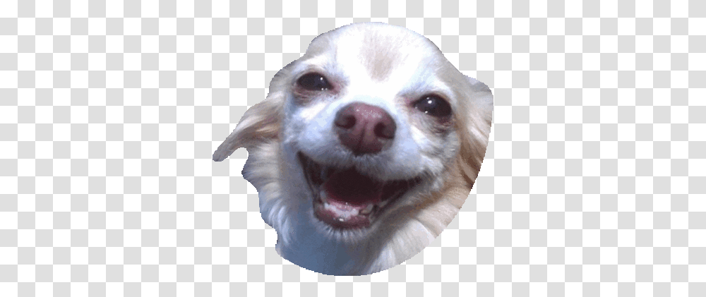 Dog Gif Dog Discover & Share Gifs Funny Dog Face Sticker, Pet, Canine, Animal, Mammal Transparent Png