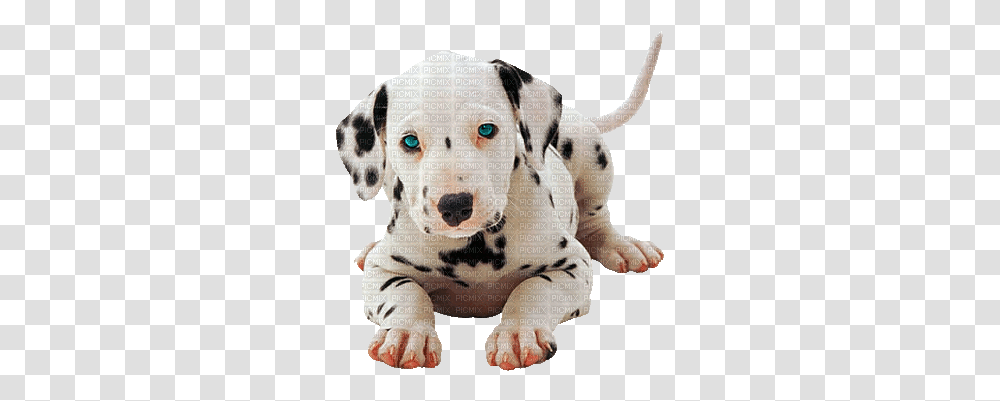 Dog Gif Dogs Stickers Animals Auguri E Fantasia Buonanotte Con Cagnolino Dalmata, Pet, Canine, Mammal, Dalmatian Transparent Png