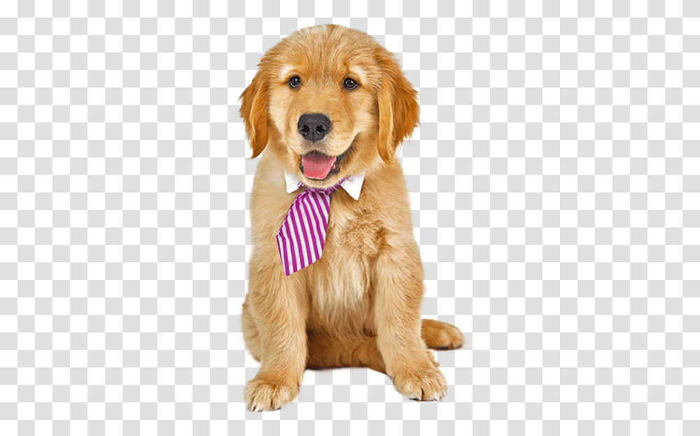 Dog, Golden Retriever, Pet, Canine, Animal Transparent Png