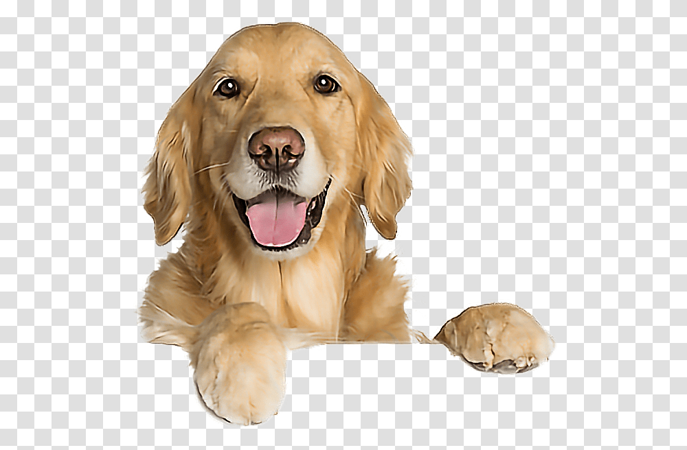 Dog Goldenretriever Funny Leaning Cute Dog Of Luck Meme, Golden Retriever, Pet, Canine, Animal Transparent Png