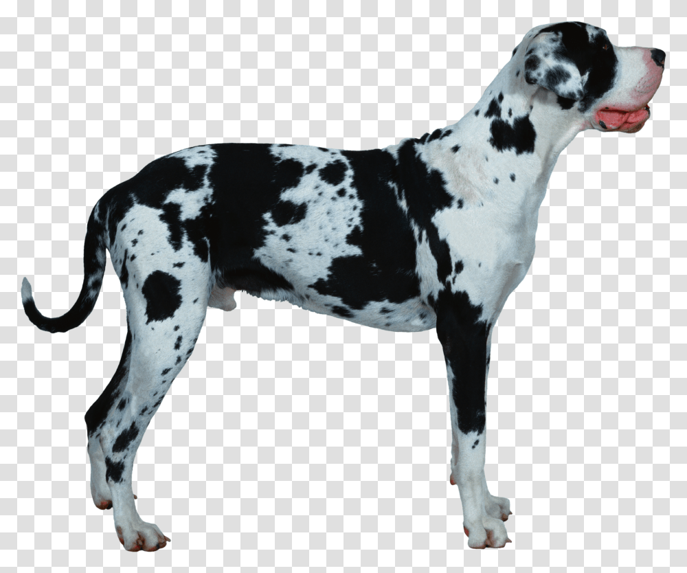 Dog, Great Dane, Pet, Canine, Animal Transparent Png