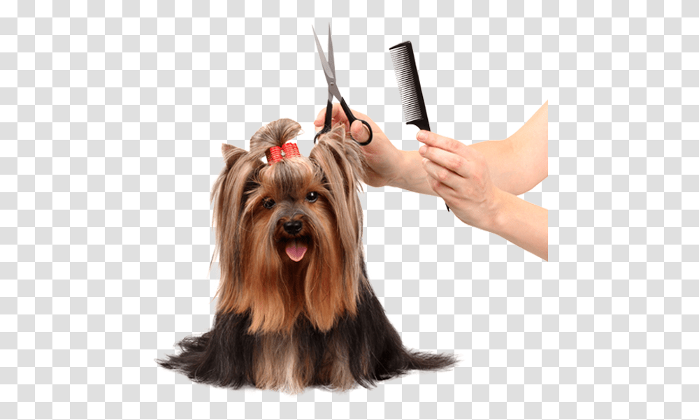 Dog Grooming Pet Grooming, Person, Human, Terrier, Canine Transparent Png