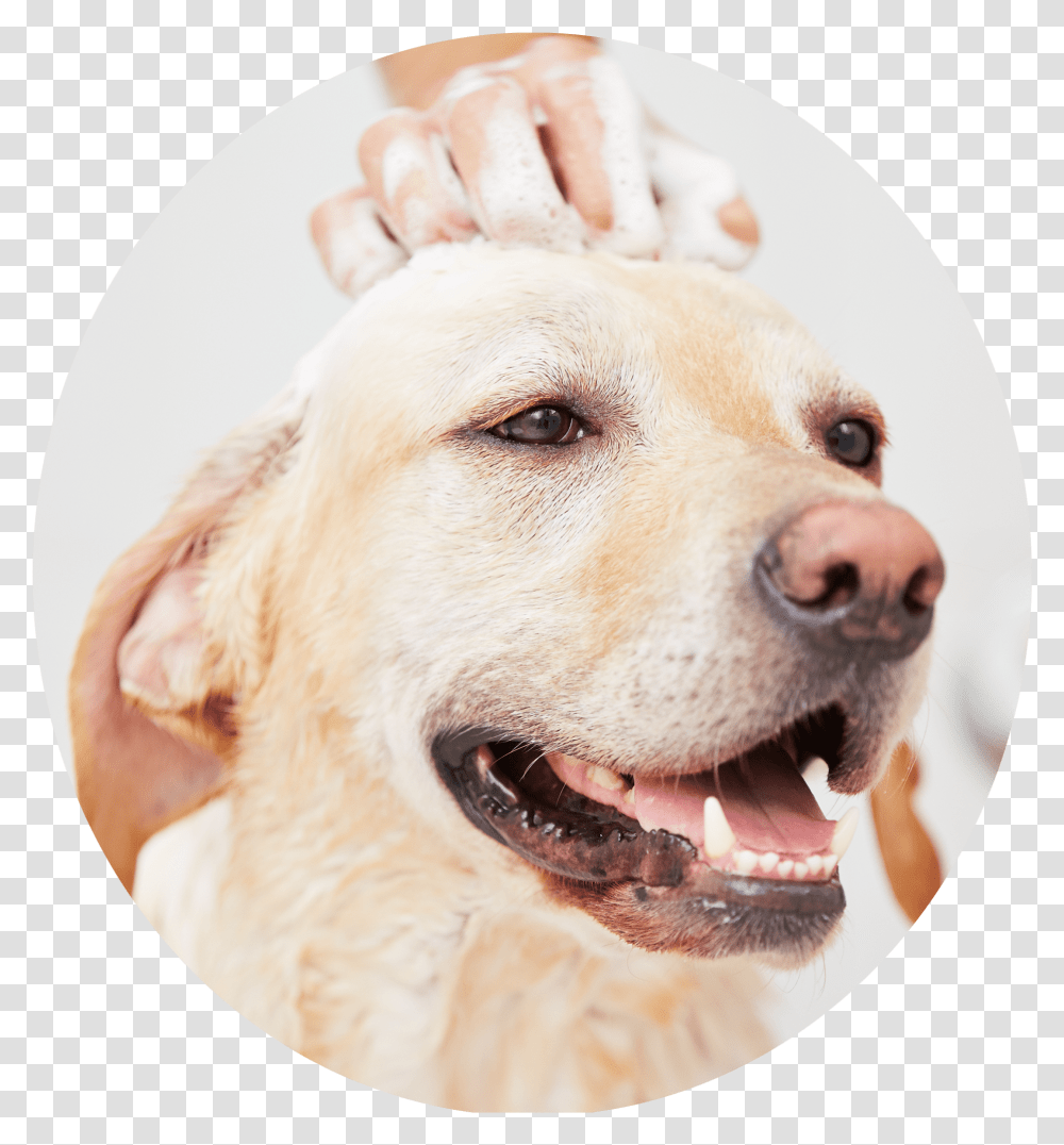 Dog Grooming Pictures Stock, Pet, Canine, Animal, Mammal Transparent Png
