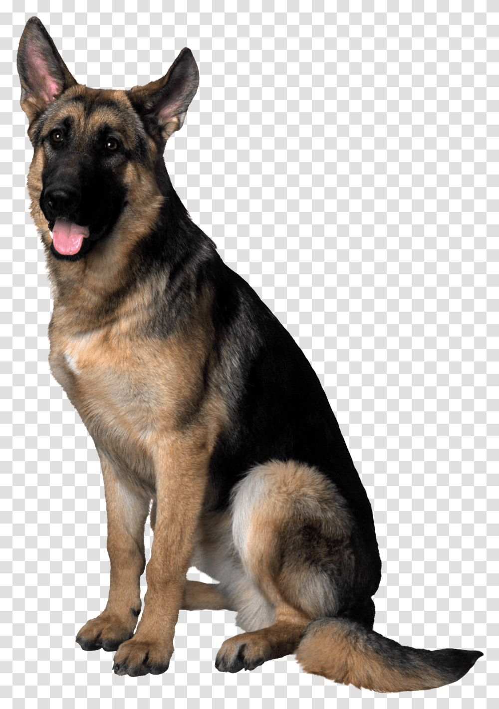 Dog Hd Image Free Clipart, German Shepherd, Pet, Canine, Animal Transparent Png