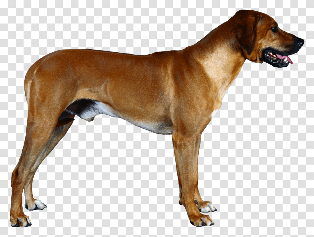 Dog Hd Vector Clipart, Pet, Canine, Animal, Mammal Transparent Png