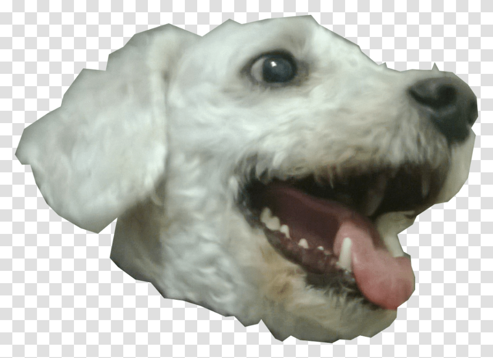 Dog Head, Animal, Mammal, Pet, Canine Transparent Png