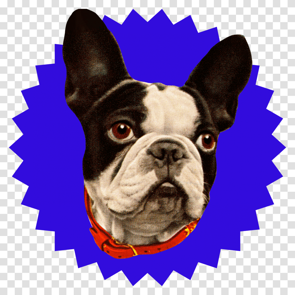 Dog Head Black Friday Badge, Bulldog, Pet, Canine, Animal Transparent Png
