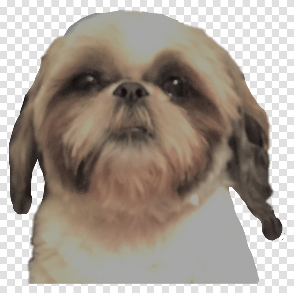 Dog Head Chinese Imperial Dog, Pet, Canine, Animal, Mammal Transparent Png
