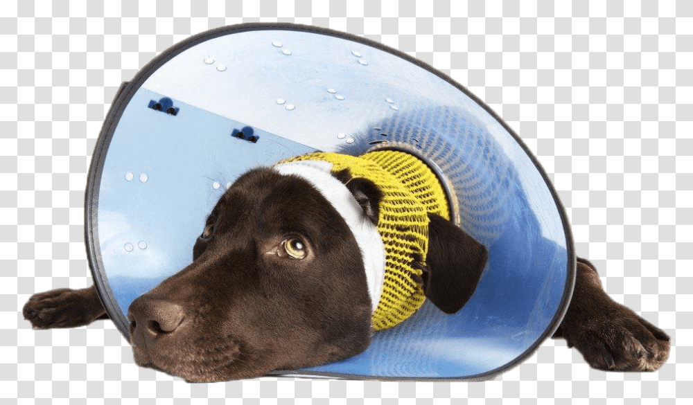Dog Head Cone Em1024png Cirurgia Esttica Em Animais, Labrador Retriever, Pet, Canine, Animal Transparent Png