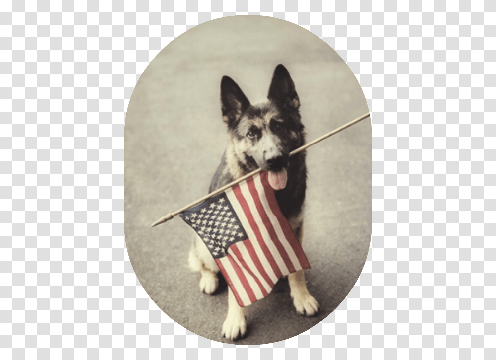Dog Holding American Flag Happy Labor Day Dogs, Pet, Canine, Animal Transparent Png