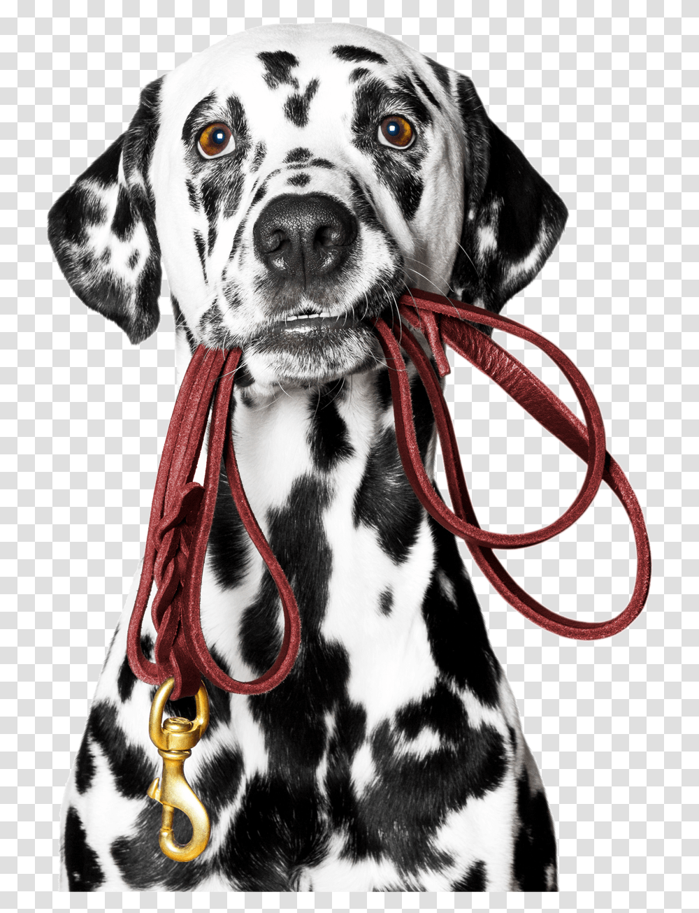 Dog Holding Pencil, Pet, Canine, Animal, Mammal Transparent Png