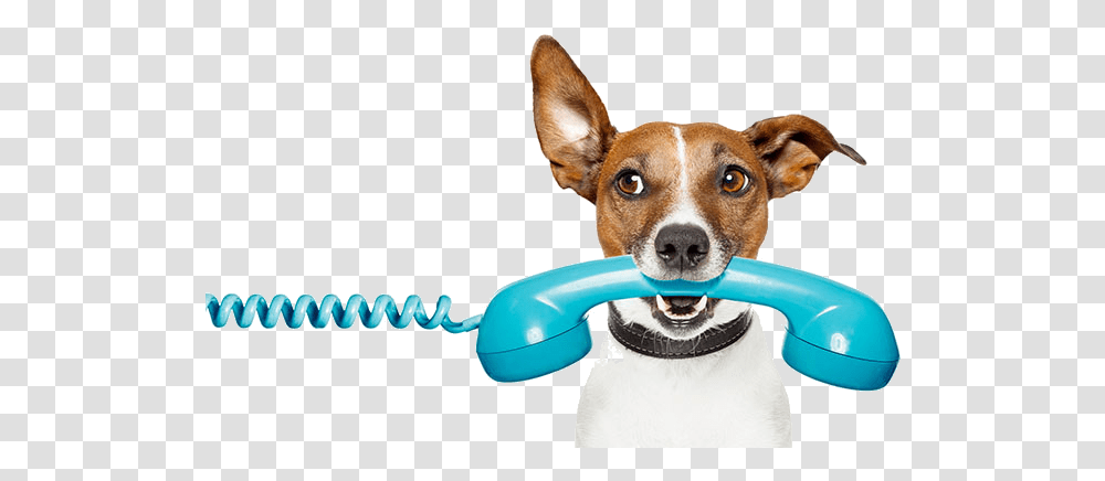 Dog Holdingphone1 Canine Cognition Dog Talking On Phone, Animal, Pet, Mammal, Doctor Transparent Png
