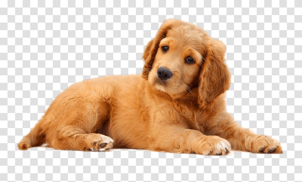Dog Image, Animals, Golden Retriever, Pet, Canine Transparent Png