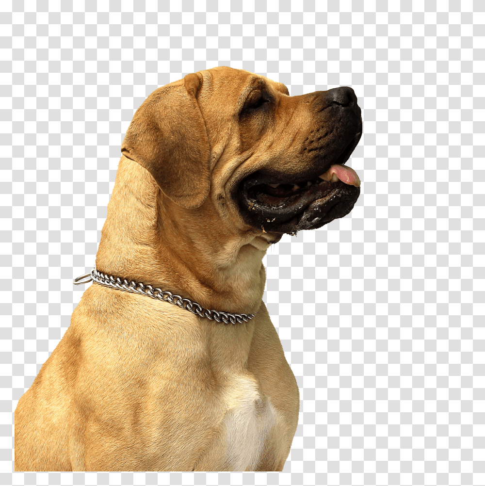 Dog Image, Animals, Pet, Canine, Mammal Transparent Png