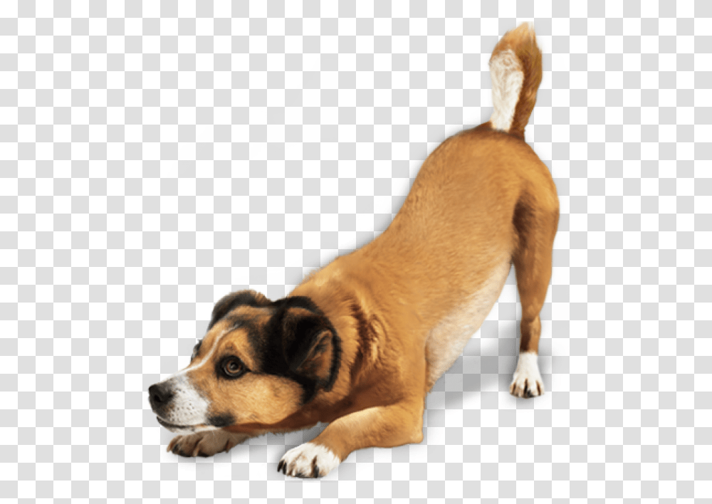 Dog Image Beautiful Dogs Dog, Pet, Canine, Animal, Mammal Transparent Png