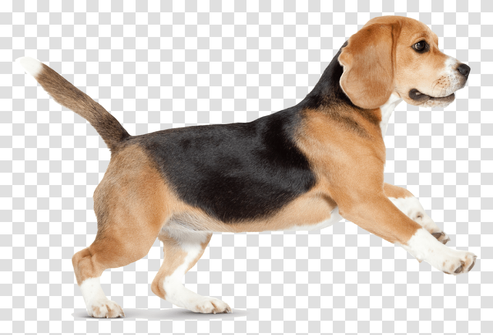 Dog Image Dogs Puppy Pictures Free Dog Walking, Pet, Canine, Animal, Mammal Transparent Png