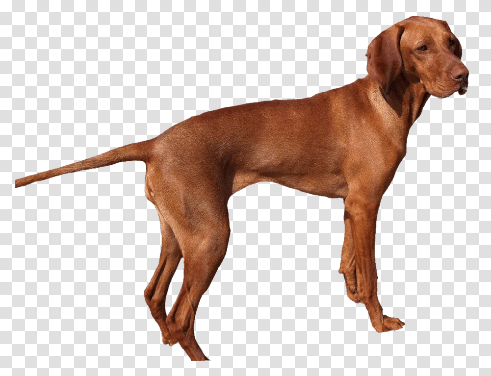 Dog Image Dogs Puppy Pictures Free Download, Pet, Canine, Animal, Mammal Transparent Png