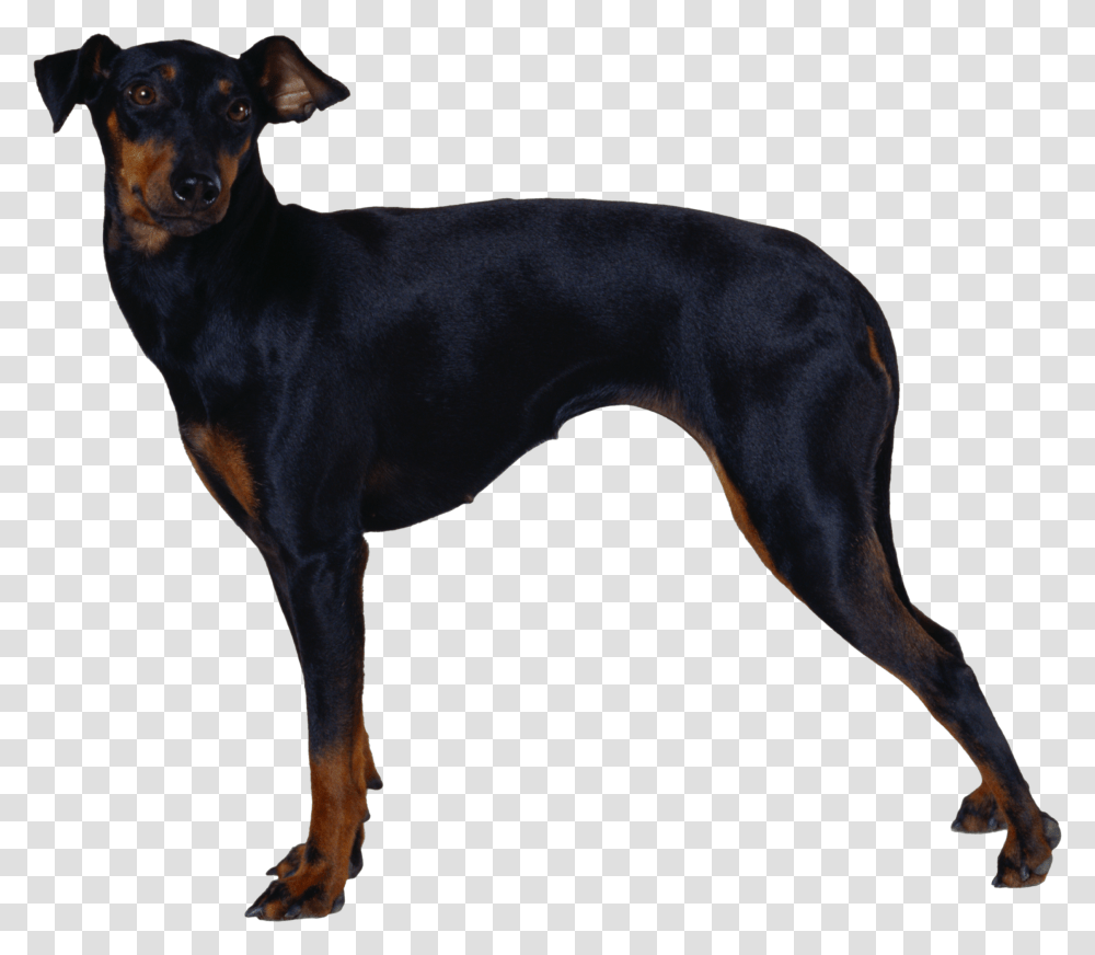 Dog Image Dogs Puppy Pictures Free Download, Pet, Canine, Animal, Mammal Transparent Png