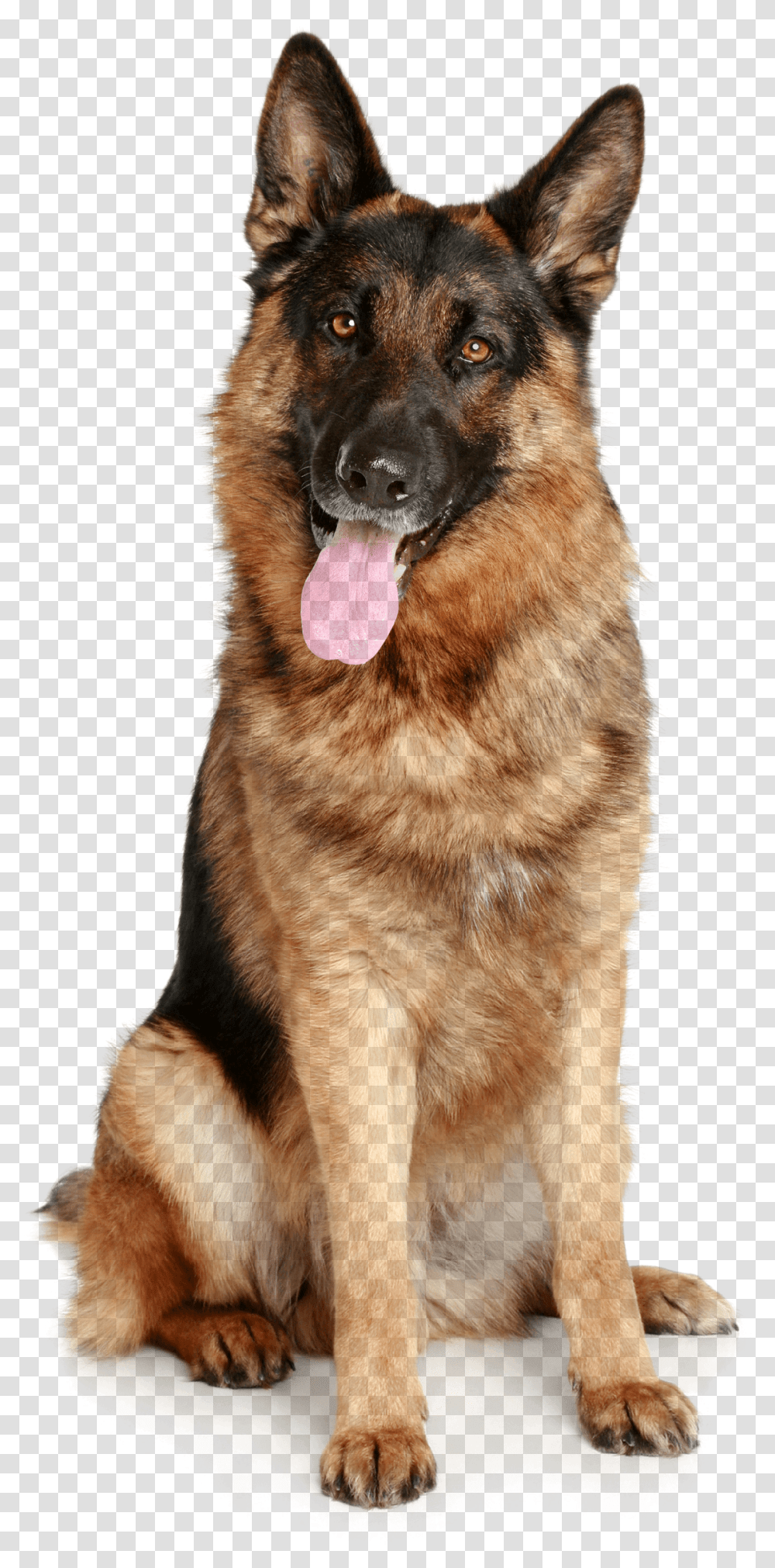 Dog Image, Pet, Canine, Animal, Mammal Transparent Png