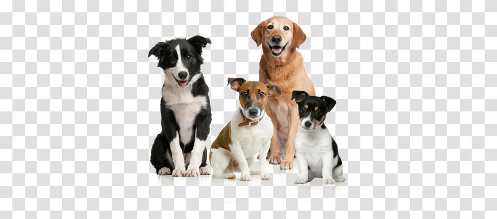 Dog Image Picture Download Dogs Dog, Pet, Canine, Animal, Mammal Transparent Png