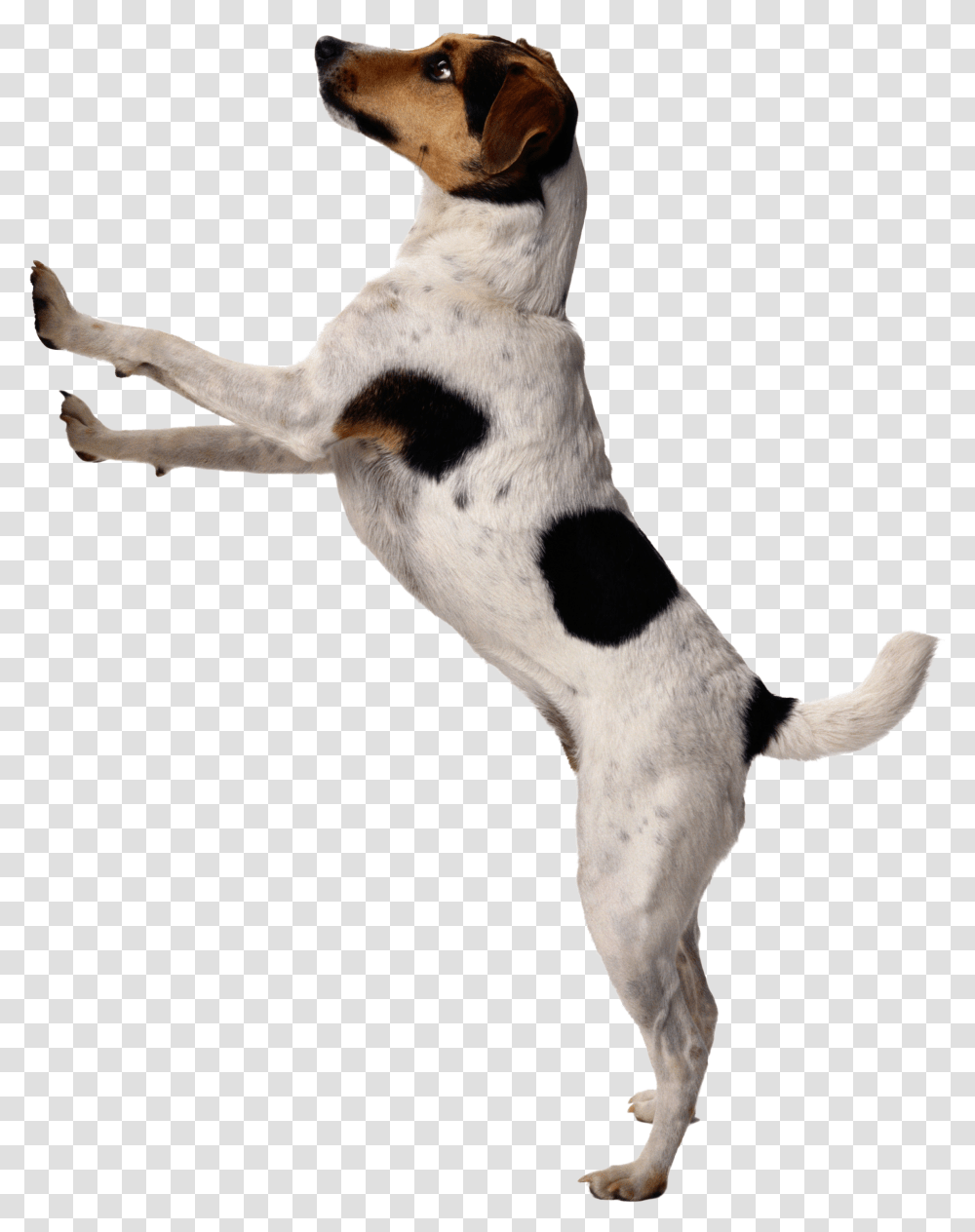 Dog Image Puppy Background Hd Dog, Pet, Canine, Animal, Mammal Transparent Png