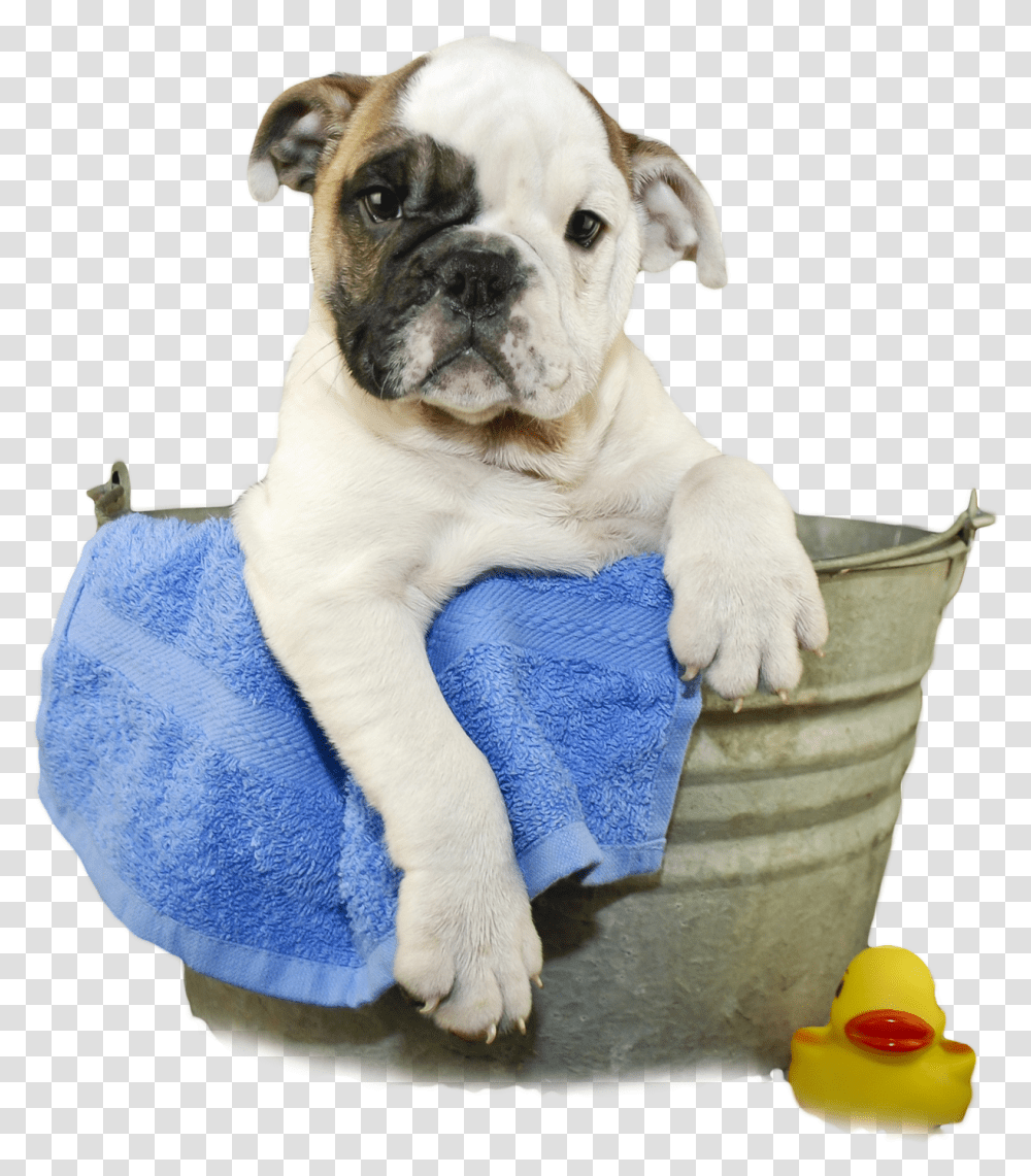 Dog Images Dog In Bath, Toy, Pet, Canine, Animal Transparent Png