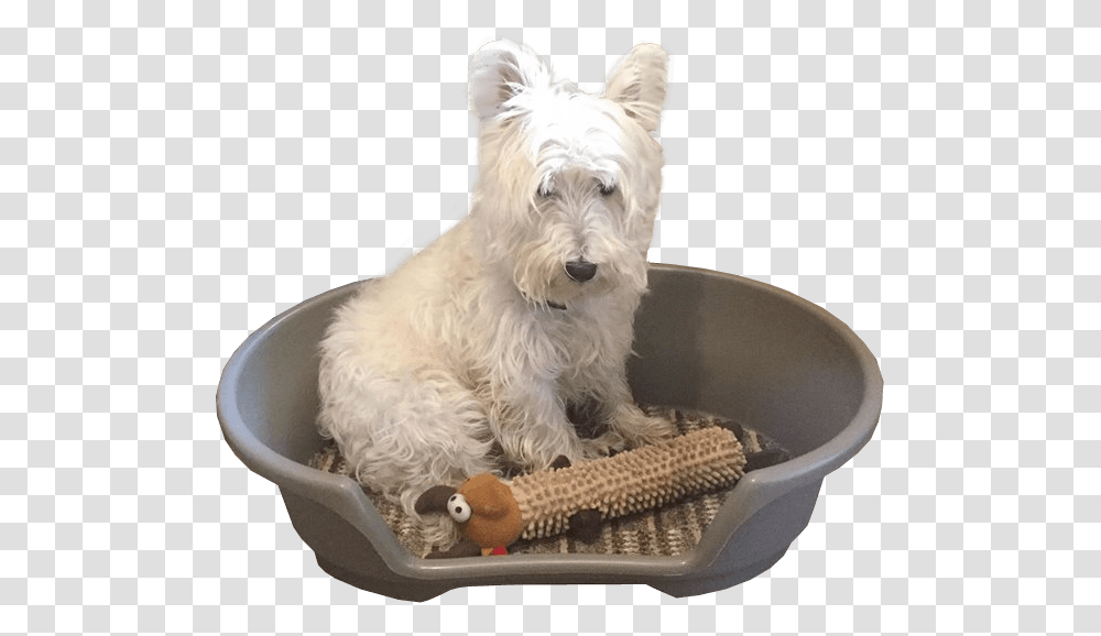 Dog In Basket Image West Highland White Terrier, Pet, Canine, Animal, Mammal Transparent Png