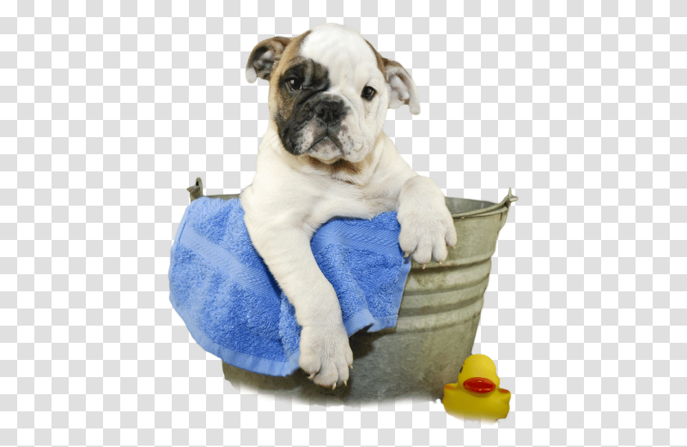 Dog In Bath, Toy, Pet, Canine, Animal Transparent Png